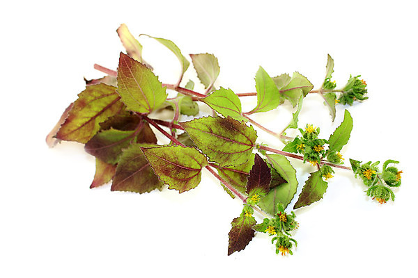 포토 JPG 해외이미지 식물 줄기 자연 사람없음 초록색 약 노란색 중국 벚꽃 가을 불면증 자연요법 해외202004 해외포토 계절 꽃 아시아 컬러 의학 질병 생태계 파일형식 이미지허브