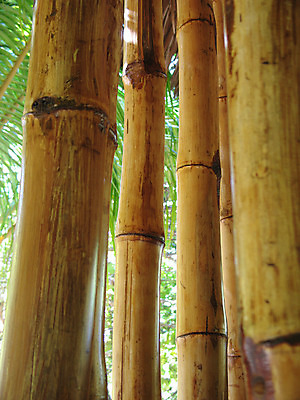 포토 JPG 해외이미지 잎 건조 사람없음 초록색 울타리 나뭇가지 대나무 튜브 니스 이국적 해외202004 해외포토 나무 식물 컬러 담장 파일형식 이미지허브