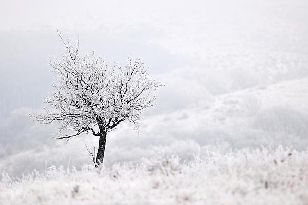 포토 JPG 해외이미지 주간 나무 겨울 자연 한그루 초원 사람없음 야외 겨울풍경 해외202004 해외포토 자연요소 식물 1 계절 풍경 생태계 파일형식 이미지허브