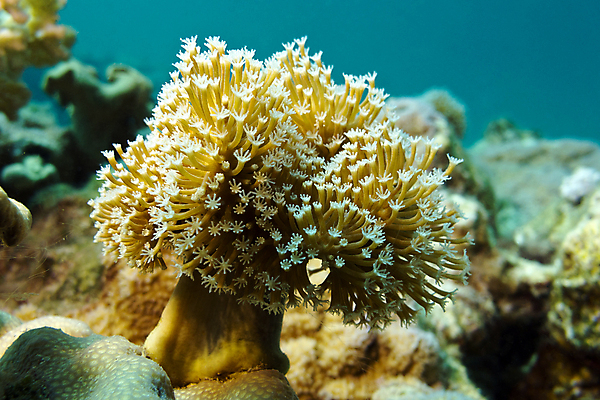포토 JPG 해외이미지 동물 야생동물 스포츠 바다 아프리카 자연 휴가 이집트 어류 풍경 사람없음 물 여름 파란색 컬러풀 햇빛 바닷속 수중 거품 스노클링 잠수부 생태계 다이빙 수족관 홍해 깊이 소금물 해외202004 해외포토 자연요소 계절 나라 컬러 태양 수영 수중동물 수상스포츠 전문직 수중스포츠 파일형식 이미지허브