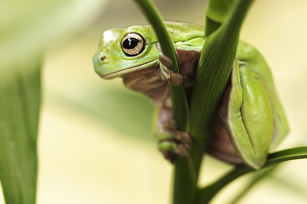 포토 JPG 해외이미지 나무 식물 동물 응시 야생동물 잎 자연 휴식 매달리기 개구리 양서류 사람없음 야외 가로 초록색 컬러풀 환경 관찰 닫기 호주 보호 숲 작음 열대우림 수줍음 호기심 두꺼비 내추럴 생태학 숨기 어려움 카피스페이스 해외202004 해외포토 시선 교육 감정 컬러 컨셉 모션 공백 오세아니아 크기 생태계 파일형식 이미지허브
