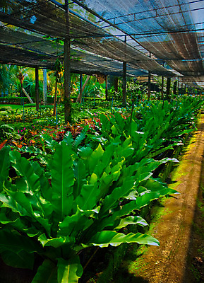 포토 JPG 해외이미지 나무 식물 공원 꽃 아시아 문화 섬 여행 백그라운드 컨셉 잎 패턴 자연 하늘 휴가 휴식 손바닥 동양인 풍경 사람없음 야외 장식 초록색 여름 여행객 환경 정원 침묵 젖음 보호 숲 하와이 정중 특별함 해외202004 해외포토 손 계절 공공시설 나라 컬러 무늬 사람 인종 미국 소리 생태계 파일형식 이미지허브