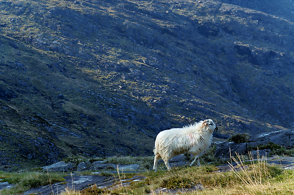 포토 JPG 해외이미지 유럽 밭 농업 자연 산 풍경 사람없음 야외 초록색 환경 계곡 가축 침묵 시골 양 방목 언덕 아일랜드 무료 밭일 해외202004 해외포토 동물 나라 산업 컬러 포유류 소리 축산업 생태계 파일형식 이미지허브