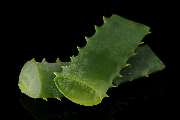 포토 JPG 해외이미지 조각 검은배경 사람없음 피부관리 알로에 알로에베라 해외202004 해외포토 식물 백그라운드 뷰티 검은색 파일형식 이미지허브