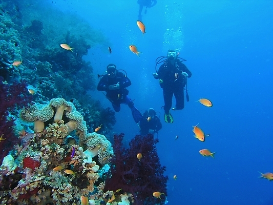 포토 JPG 해외이미지 식물 동물 야생동물 잎 자연 표면 어류 사람없음 초록색 물 반사 사진촬영 수중 투명 스노클링 산호 잠수부 잠수함 다이빙 암초 동물상 해외202004 해외포토 자연요소 컬러 조형물 촬영 수영 수중동물 수상스포츠 자포동물 전문직 생태계 수중스포츠 파일형식 이미지허브