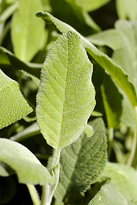 포토 JPG 해외이미지 식물 화초 음식 백그라운드 잎 재료 자연 건강 요리 사람없음 초록색 신선 양념 맛 먹기 허브 향신료 원예 매움 향기 내추럴 고립 세이지 세련 해외202004 해외포토 컬러 컨셉 모션 취미 생태계 냄새 향미료 파일형식 이미지허브
