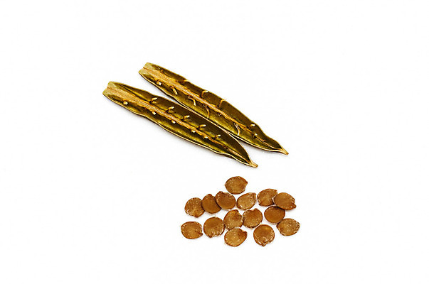 포토 JPG 해외이미지 식물 꽃 백그라운드 꽃무늬 자연 씨앗 사람없음 초록색 크래커 정원 흰색 균열 철 허브 뿌리 내추럴 고립 꼬투리 단절 해외202004 해외포토 컬러 무늬 모션 쿠키 생태계 파일형식 이미지허브