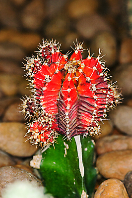 포토 JPG 해외이미지 식물 꽃 자연 선인장 건조 사람없음 야외 사막 뜨거움 가시 황무지 날카로움 해외202004 해외포토 생태계 파일형식 이미지허브