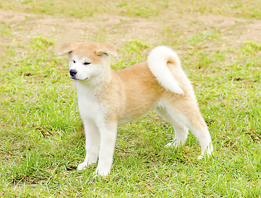 포토 JPG 해외이미지 주간 한마리 반려견 새끼 잔디 사람없음 야외 산책 강아지 해외202004 아키타견 해외포토 자연요소 식물 동물 1 휴식 반려동물 개 파일형식 이미지허브