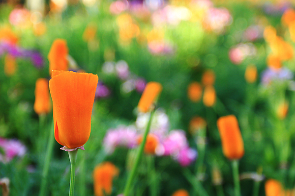 포토 JPG 해외이미지 식물 공원 꽃 행복 백그라운드 꽃무늬 패턴 밭 오렌지 자연 사람없음 초록색 여름 컬러풀 노란색 정원 봄 성장 벚꽃 내추럴 해외202004 해외포토 계절 공공시설 감정 컬러 무늬 농업 과일 생태계 파일형식 이미지허브