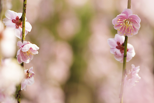 포토 JPG 해외이미지 식물 계절 꽃잎 꽃 분홍색 백그라운드 꽃무늬 자연 하늘 새로움 사람없음 파란색 우주 정원 일본 봄 활발 벚꽃 나뭇가지 신선 개화 과수원 묘사 부드러움 내추럴 해외202004 해외포토 나무 아시아 컬러 컨셉 무늬 농업 감각 생태계 파일형식 이미지허브