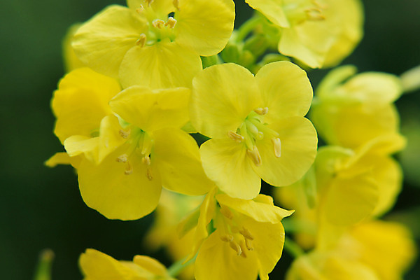 포토 JPG 해외이미지 식물 꽃잎 꽃 백그라운드 꽃무늬 농업 자연 사람없음 가로 초록색 컬러풀 노란색 정원 일본 봄 활발 벚꽃 4월 묘사 유기농 원예 질감 자연백그라운드 부드러움 내추럴 강렬 그리너리 해외202004 해외포토 웰빙 계절 산업 아시아 컬러 컨셉 무늬 취미 감각 날짜 생태계 파일형식 트랜드컬러 이미지허브