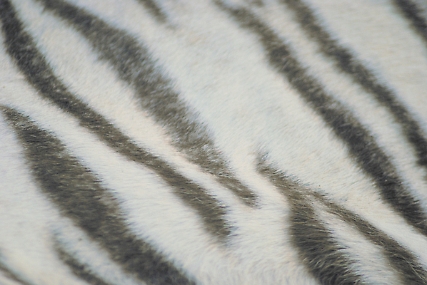 포토 JPG 해외이미지 동물 백그라운드 자연 털 사람없음 검은색 흰색 호랑이 닫기 피부 언덕 질감 숨김 내추럴 동물상 해외202004 해외포토 컬러 컨셉 포유류 모션 신체부위 조형물 생태계 파일형식 이미지허브