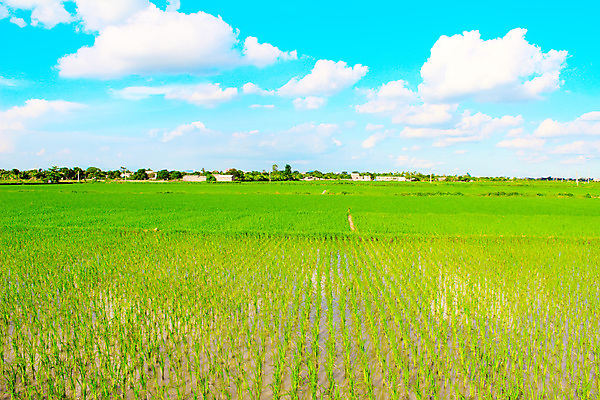 포토 JPG 해외이미지 식물 구름 계절 꽃 백그라운드 밭 자연 하늘 아침 날씨 파노라마 풍경 사람없음 야외 가로 초록색 여름 파란색 햇빛 침묵 봄 활발 흰색 신선 언덕 장면 무한 평야 호밀 해외202004 해외포토 주간 자연요소 컬러 컨셉 농업 곡류 촬영기법 태양 소리 생태계 파일형식 이미지허브
