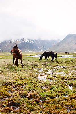 포토 JPG 해외이미지 동물 백인 구름 공원 여행 밭 자연 하늘 산 풍경 사람없음 야외 초록색 여름 파란색 농장 환경 계곡 봄 목장 시골 그룹 군중 언덕 전국 절정 조지아 해외202004 해외포토 자연요소 서양인 계절 공공시설 컬러 농업 사람 생태계 동유럽 파일형식 이미지허브
