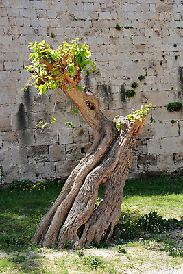 포토 JPG 해외이미지 나무 유럽 벽 섬 여행 잎 건축양식 자연 하늘 프레임 사람없음 야외 건물 초록색 태양 성 중세 역사 재산 그리스 그리스인 천연기념물 세기 옛날 해외202004 해외포토 자연요소 서양인 식물 건축물 건축 나라 컬러 모션 금융 생태계 파일형식 이미지허브