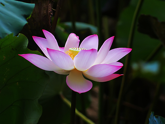 포토 JPG 해외이미지 연꽃 사람없음 해외202004 해외포토 꽃 파일형식 이미지허브