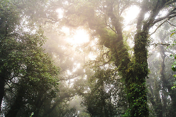 포토 JPG 해외이미지 나무 공원 아시아 여행 백그라운드 잎 태국 자연 아침 풍경 사람없음 야외 목재 초록색 환경 안개 황무지 숲 열대우림 내추럴 해외202004 해외포토 주간 식물 공공시설 나라 컬러 재료 날씨 생태계 파일형식 이미지허브