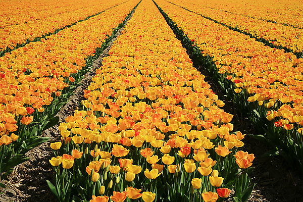 포토 JPG 해외이미지 식물 계절 꽃잎 꽃 선 백그라운드 잎 패턴 밭 농업 자연 선물 풍경 사람없음 야외 장식 초록색 여름 컬러풀 노란색 정원 봄 튤립 벚꽃 시골 개화 네덜란드 질감 장면 내추럴 구성 많음 유일 효과 해외202004 해외포토 유럽 산업 컬러 컨셉 무늬 생태계 파일형식 이미지허브