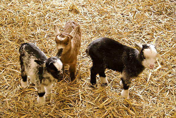 포토 JPG 해외이미지 동물 어린이 놀이 염소 동물원 사람없음 농장 놀이방 아기 볏짚 밀짚 해외202004 해외포토 농업 포유류 사람 짚 파일형식 이미지허브