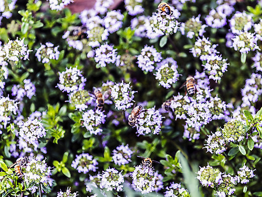 포토 JPG 해외이미지 동물 계절 꽃 곤충 날개 자연 날씨 사랑 사람없음 컬러풀 햇빛 정원 힘 봄 활발 에너지 흰색 시골 인사 업무 선탠 수분 순환 꽃가루 백리향 영양분 완전 해외202004 해외포토 식물 감정 컬러 컨셉 모션 태양 예절 작업 가루 생태계 파일형식 이미지허브