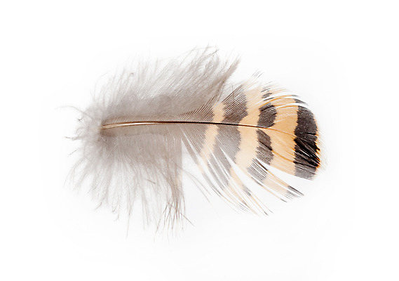 포토 JPG 해외이미지 동물 1 야생동물 상상 자연 조류 따뜻함 사람없음 장식 빛 컬러풀 갈색 노란색 회색 흰색 깃털 묘사 오브젝트 싱글 질감 부드러움 솜털 내추럴 강렬 해외202004 해외포토 컬러 감각 생태계 파일형식 이미지허브