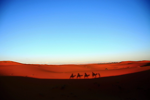 포토 JPG 해외이미지 동물 모래 여행 오렌지 교통시설 아프리카 자연 하늘 그림자 풍경 사람없음 야외 가로 컬러풀 태양 노란색 걷기 일출 가축 일몰 사막 황무지 황금 승차 모래언덕 질감 산등성이 낙타 모로코 적재 사하라 내추럴 아랍어 해외202004 해외포토 자연요소 나라 컬러 교통 과일 포유류 모션 산 노을 언덕 시설 생태계 파일형식 이미지허브