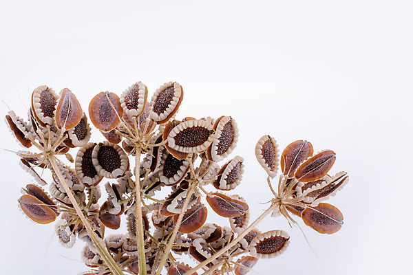 포토 JPG 해외이미지 식물 계절 꽃잎 꽃 꽃무늬 밭 자연 추상 사람없음 초록색 여름 정원 봄 성장 벚꽃 신선 개화 심볼 원예 내추럴 해외202004 해외포토 컬러 무늬 농업 취미 생태계 파일형식 이미지허브