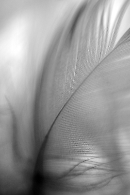 포토 JPG 해외이미지 1 곡선 조류 흑백 사람없음 빛 평화 검은색 손상 흰색 투명 소프트포커스 깃털 묘사 부드러움 찢어짐 솜털 다리찢기 대각선 블러 해외202004 해외포토 동물 선 컬러 컨셉 모션 촬영기법 감각 파일형식 이미지허브