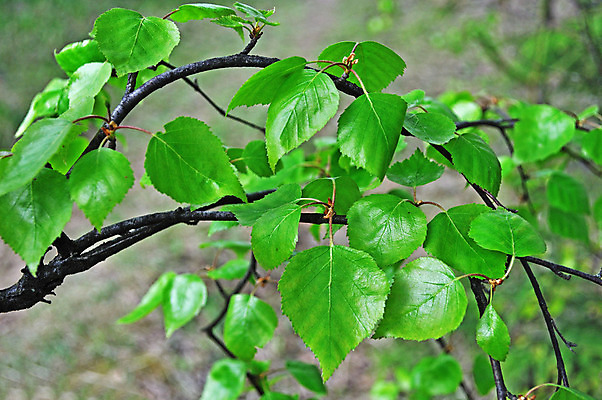 포토 JPG 해외이미지 나무 식물 계절 공원 백그라운드 낙엽 잎 자연 새로움 풍경 사람없음 야외 목재 초록색 여름 햇빛 평화 맑음 봄 나뭇가지 시골 거친 숲 심볼 자작나무 내추럴 울퉁불퉁 해외202004 해외포토 공공시설 컬러 컨셉 재료 날씨 태양 생태계 파일형식 이미지허브