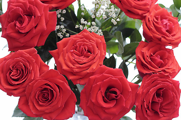 포토 JPG 해외이미지 식물 꽃잎 꽃 꽃다발 백그라운드 잎 꽃무늬 자연 사람없음 장식 빨간색 초록색 장미 벚꽃 닫기 다발 배열 향기 해외202004 해외포토 컬러 무늬 모션 생태계 냄새 파일형식 이미지허브