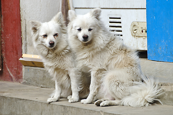 포토 JPG 해외이미지 동물 척추동물 응시 아시아 2 포유류 생물 거리 사랑 앉기 동양인 사람없음 반려동물 가축 흰색 쌍 개 혀 슛 네팔 솜털 송곳니 기르기 유래 해외202004 해외포토 시선 감정 나라 컬러 모션 인종 입 치아 돌봄 파일형식 이미지허브