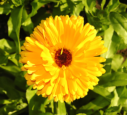 포토 JPG 해외이미지 식물 꽃잎 꽃 백그라운드 잎 건강 사람없음 초록색 약 노란색 정원 벚꽃 금잔화 해외202004 해외포토 컬러 의학 파일형식 이미지허브