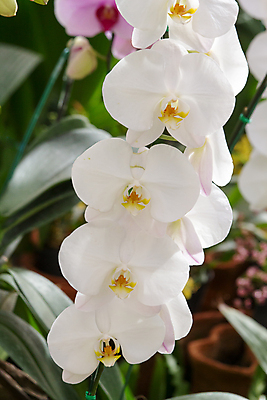 포토 JPG 해외이미지 식물 꽃잎 꽃 백그라운드 잎 꽃무늬 자연 사람없음 장식 초록색 빛 노란색 벚꽃 흰색 나뭇가지 난초 닫기 큼 묘사 호접란 이국적 해외202004 해외포토 나무 컬러 무늬 모션 크기 생태계 파일형식 이미지허브