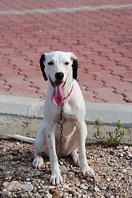포토 JPG 해외이미지 동물 척추동물 1 응시 새끼 백그라운드 포유류 생물 앉기 사람없음 야외 반려동물 카메라 검은색 흰색 개 강아지 작음 자르기 몸단장 노려봄 송곳니 기르기 달마시안 복종 유래 해외202004 해외포토 시선 컬러 모션 표정 전자제품 치아 크기 돌봄 파일형식 이미지허브