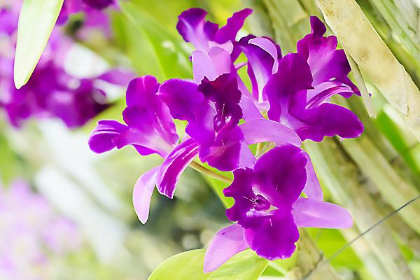 포토 JPG 해외이미지 나무 식물 디자인 꽃잎 꽃 분홍색 백그라운드 잎 꽃무늬 자연 사람없음 초록색 노란색 보라색 스파 벚꽃 흰색 신선 난초 이국적 해외202004 해외포토 컬러 무늬 생태계 파일형식 이미지허브