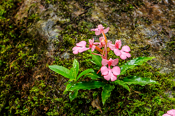 포토 JPG 해외이미지 나무 식물 계절 공원 꽃 분홍색 백그라운드 잎 꽃무늬 모션 태국 자연 휴가 휴식 부활절 풍경 사람없음 목재 아웃포커스 초록색 물 강 컬러풀 정원 보라색 수영 봄 활발 폭포 젖음 흐름 성장 벚꽃 가을 용 신선 개화 개울 난초 소프트포커스 숲 혀 순수 원예 복숭아 천국 블러 이국적 전국 파라다이스 해외202004 해외포토 자연요소 공공시설 기념일 아시아 컬러 컨셉 무늬 과일 재료 촬영기법 취미 수상스포츠 입 생태계 파일형식 이미지허브