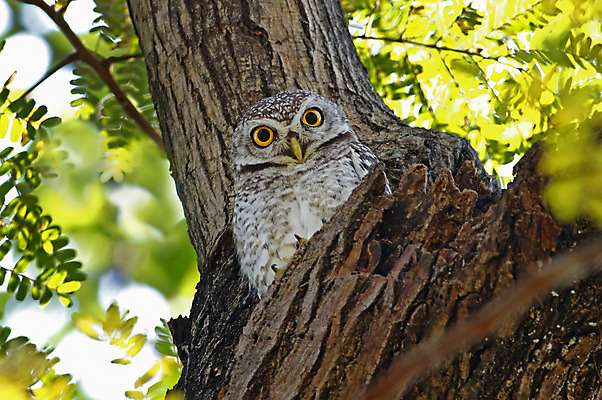 포토 JPG 해외이미지 나무 동물 여자 남자 아시아 얼굴 야생동물 백그라운드 날개 태국 자연 조류 사람없음 야외 목재 가로 초록색 컬러풀 머리 환경 나뭇가지 점 막대기 닫기 숲 깃털 꼬리 부리 서식지 생태학 해외202004 해외포토 식물 교육 나라 컬러 재료 모션 사람 신체부위 생태계 파일형식 이미지허브
