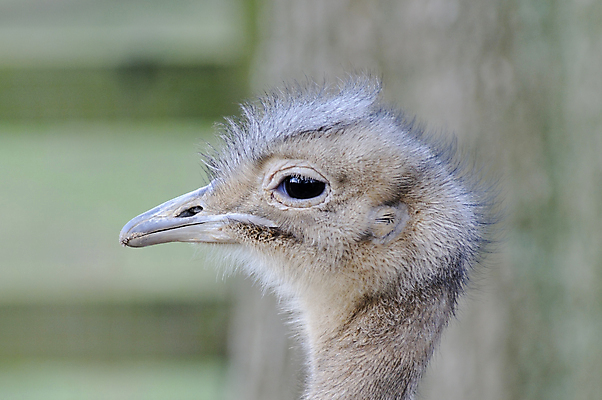 포토 JPG 해외이미지 동물 응시 야생동물 자연 조류 사람없음 옆모습 머리 회색 관찰 남아메리카 깃털 묘사 호기심 부리 노려봄 내추럴 경보 주목 해외202004 해외포토 시선 감정 뷰포인트 컬러 컨셉 모션 표정 아메리카 신체부위 생태계 파일형식 이미지허브