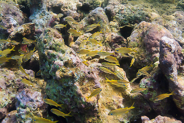 포토 JPG 해외이미지 야생동물 바다 학교 자연 열대 어류 풍경 사람없음 물 컬러풀 바닷속 수중 미국 다양 스노클링 산호 다이빙 암초 석호 깊이 동물상 소금물 이국적 해외202004 해외포토 자연요소 동물 교육 컬러 다수 북아메리카 조형물 수영 수중동물 수상스포츠 자포동물 생태계 수중스포츠 파일형식 이미지허브