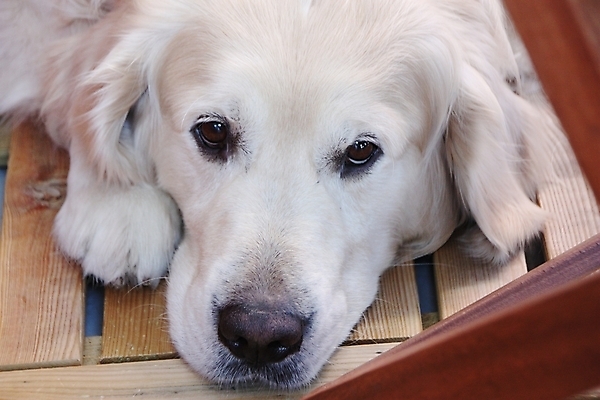 포토 JPG 해외이미지 동물 1 응시 휴식 털 실내 사람없음 반려동물 흰색 황금 개 강아지 래브라도리트리버 만족 코 사냥 귀 부드러움 주둥이 거짓말 유래 총구 해외202004 해외포토 시선 감정 컬러 컨셉 포유류 내부 신체부위 감각 리트리버 파일형식 이미지허브