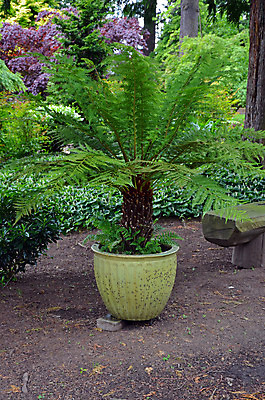 포토 JPG 해외이미지 식물 공원 화분 잎 꽃무늬 자연 사람없음 야외 초록색 정원 봄 나뭇가지 냄비 관목 양치류 해외202004 해외포토 나무 계절 공공시설 꽃 컬러 무늬 솥 생태계 파일형식 이미지허브