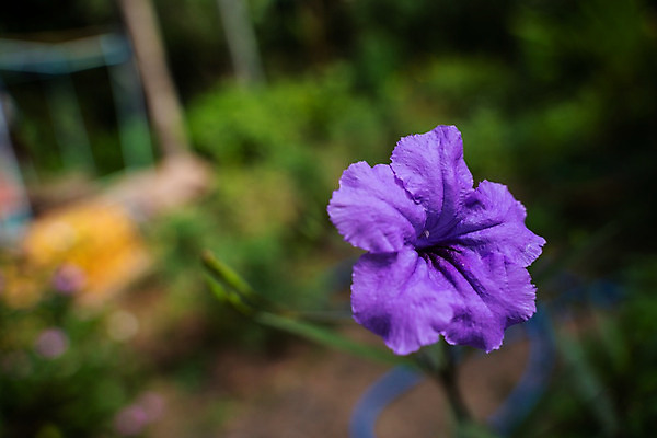 포토 JPG 해외이미지 식물 계절 공원 꽃잎 꽃 백그라운드 잎 꽃무늬 밭 자연 사람없음 야외 장식 초록색 여름 파란색 빛 컬러풀 정원 보라색 봄 성장 벚꽃 신선 개화 허브 제비꽃 보케 트럼펫 상록수 내추럴 블루벨 피튜니아 해외202004 해외포토 공공시설 컬러 무늬 농업 금관악기 생태계 파일형식 이미지허브