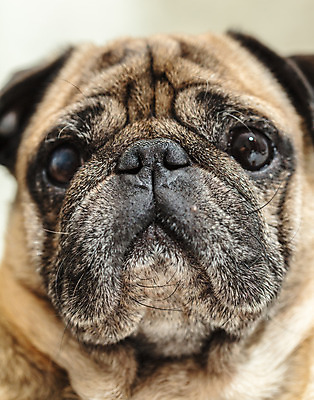 포토 JPG 해외이미지 동물 척추동물 1 응시 백그라운드 포유류 실내 사람 사람없음 반려동물 갈색 머리 금지 주름 개 강아지 작음 슛 송곳니 거짓말 기르기 유래 총구 해외202004 해외포토 시선 컬러 내부 신체부위 치아 크기 돌봄 파일형식 이미지허브