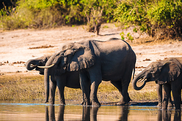 포토 JPG 해외이미지 나무 동물 공원 음료 야생동물 포유류 아프리카 자연 코끼리 서기 사람없음 야외 옆모습 물 강 회색 마시기 게임 그룹 씻기 6 사파리 에코 주둥이 서식지 내추럴 보츠와나 전국 많음 해외202004 해외포토 자연요소 식물 공공시설 나라 뷰포인트 컬러 컨셉 모션 놀이 숫자 환경 청결 생태계 파일형식 이미지허브