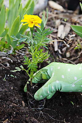 포토 JPG 해외이미지 식물 손 꽃 지구 장갑 꽃무늬 자연 사람 사람없음 야외 초록색 노란색 정원 흙 봄 성장 신선 구멍 유기농 원예 조경 뿌리 화단 먼지 원예사 해외202004 해외포토 직업 웰빙 잡화 계절 컬러 무늬 취미 신체부위 생태계 파일형식 이미지허브