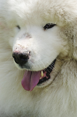 포토 JPG 해외이미지 동물 얼굴 분홍색 사슴 털 경비 사람없음 머리 코트 흰색 개 군중 혀 코 시베리아 해외202004 해외포토 컬러 포유류 안전 사람 신체부위 외투 입 보호 파일형식 이미지허브