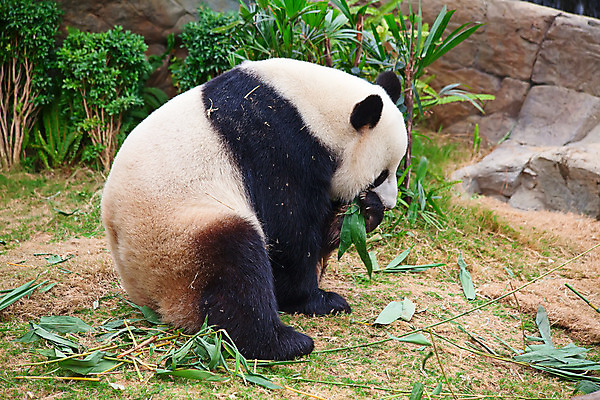 포토 JPG 해외이미지 동물 공원 아시아 야생동물 여행 잎 곰 포유류 자연 동물원 종류 동양인 사람없음 목재 환경 검은색 중국 흰색 황무지 치아 보호 숲 큼 판다 먹기 대나무 멸종 서식지 동쪽 거인 특별함 해외202004 해외포토 나무 식물 공공시설 나라 컬러 컨셉 재료 모션 인종 소화기관 크기 방향 생태계 파일형식 이미지허브