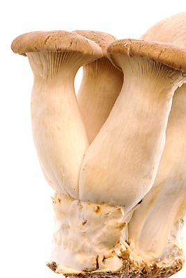 포토 JPG 해외이미지 식물 음식 농업 채소 재료 자연 뿔 건강 요리 사람없음 버섯 굴 신선 닫기 약초 숲 왕 먹기 허브 유기농 날것 트럼펫 성분 내추럴 프랑스어 고립 곰팡이 밭일 식용 해외202004 해외포토 문자 웰빙 산업 모션 어패류 풀_식물 금관악기 생태계 파일형식 이미지허브