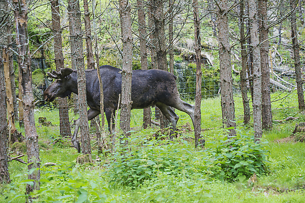포토 JPG 해외이미지 동물 공원 야생동물 밭 포유류 자연 초식동물 사슴 털 뿔 풍경 사람없음 야외 갈색 숲 큼 먹기 북쪽 전국 해외202004 해외포토 공공시설 컬러 농업 모션 크기 방향 생태계 파일형식 이미지허브